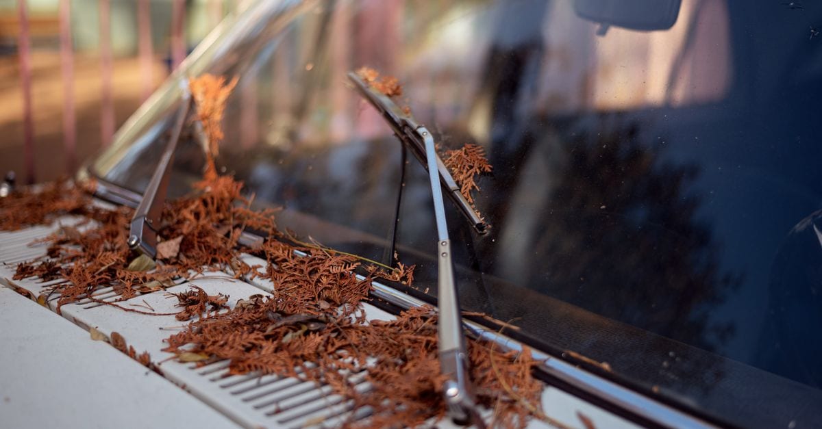 Blocked gutter packed with leaf debris before cleaning