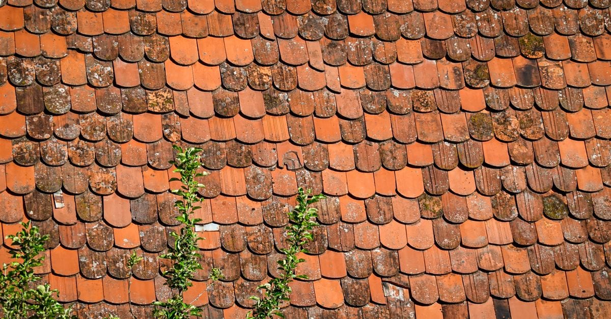 Heavy moss and lichen removed from terracotta tiles in Melbourne's inner east